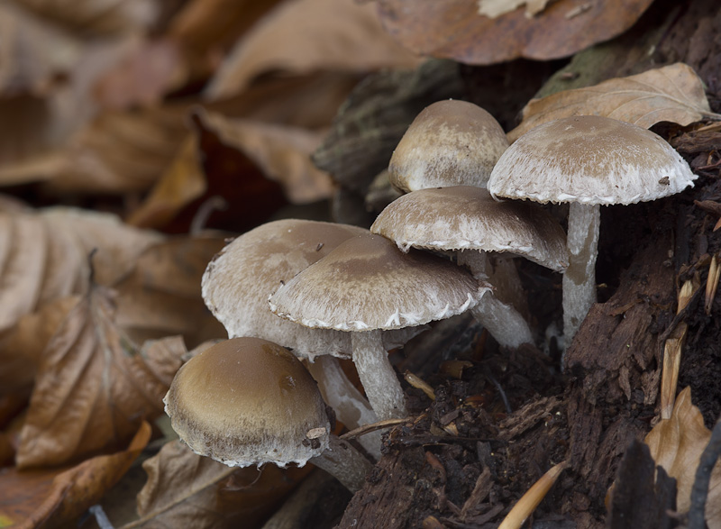 Psathyrella spintrigeroides